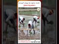 జమ్మూలో GI ట్యాగ్ బాస్మతి వరి సాగు ప్రారంభం | రైతుల్లో కొత్త ఆశలు!