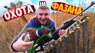 Поймали Фазана В Ловушку! Охота На Фазана !!!