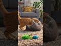 funny cat 🐈.. #viral #cat #ai #funny #cute #ytshorts #facts