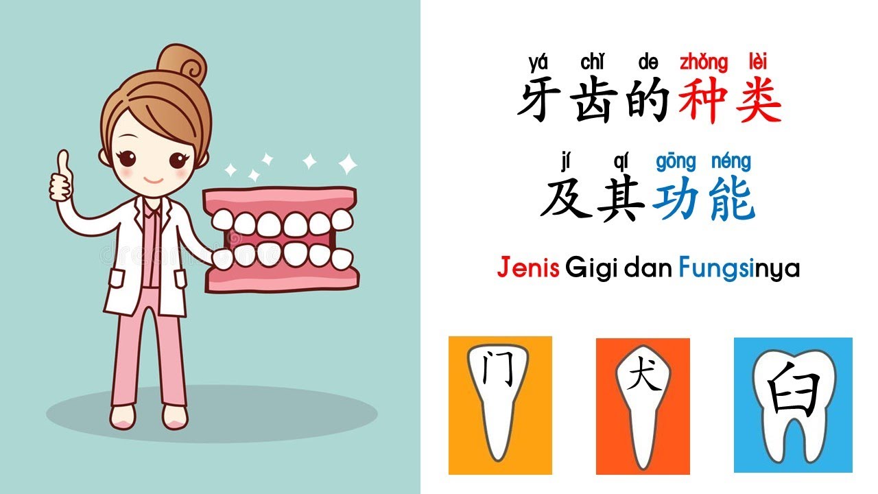 三年级科学：牙齿的种类及其功能（双语讲解Dwibahasa）Sains Tahun 3 SJKC