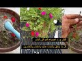 اكثار ورد الصباح العراقي النادر بطريقة بسيطه جدا وناجحه جدا والاهتمام به اكثار ورد الصباح العراقي النادر بطريقة بسيطه جدا وناجحه جدا والاهتمام به