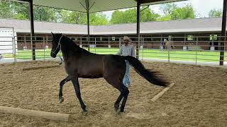 Tennessee Walker  | Learning (Go) and (Stop)