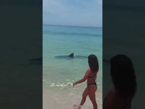 grande tubarão tigre na praia de Recife
