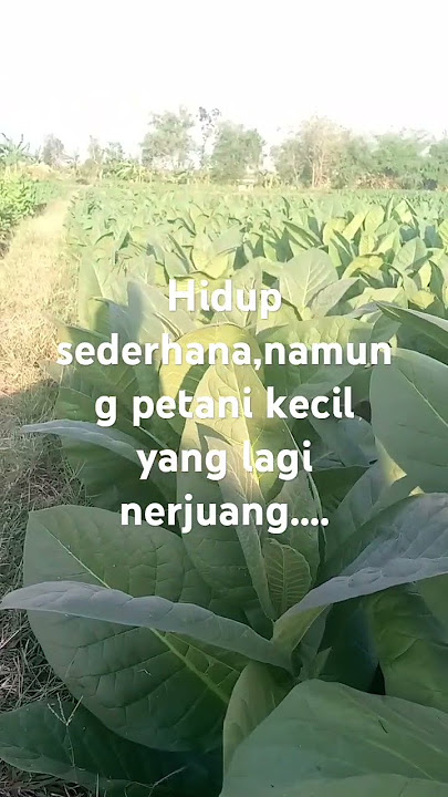 Petani kecil,perintis bukan pewaris.....losssdsd