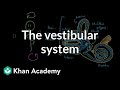 The Role of the Vestibular System in Balance and Spatial Awareness