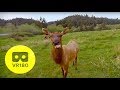 VR180 - WILD ELK SAYS HELLO TO VR CAMERA!! | 5K VR180