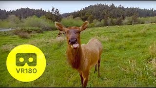 VR180 - WILD ELK SAYS HELLO TO VR CAMERA!! | 5K VR180