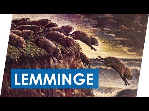 Video: Das Geheimnis Der Selbstmörderischen Wanderungen Der Lemminge