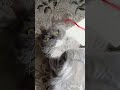 Заговор на удачу☘️Срочно перешли ближнему📬#Фединыбудни#юмор#котики#кот#cat