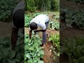 Harvesting My Sukumawiki At My Village Farm