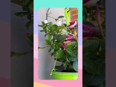 Video: Mandevilla Houseplants - Cómo cuidar de Mandevilla en interiores