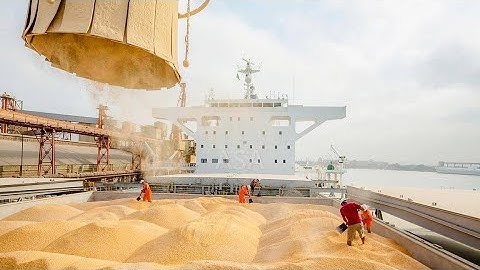 Transshipment of grain at the seaport. Export of Wheat, Corn, Barley, from Russia.