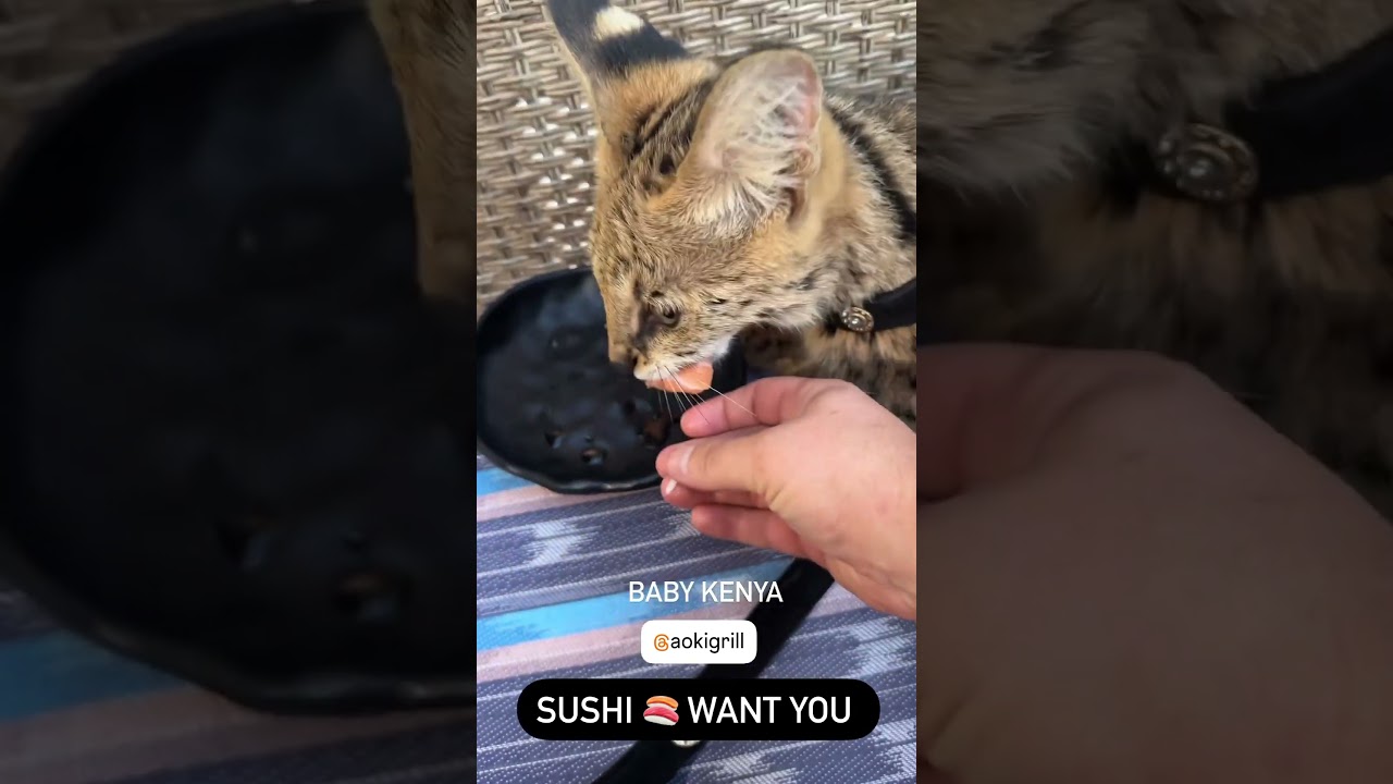 Out for Sushi with  our African Serval Kenya 