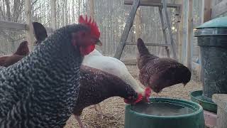 Good morning from everyone at the coop #homestead #backyardchickens