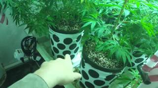 Just watering the Girls