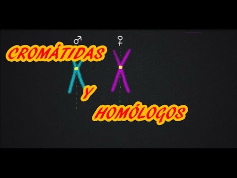 Video: ¿Cuál es la diferencia entre las cromátidas de los cromosomas y los cromosomas homólogos?
