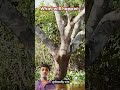 Jaguar vs crocodile #wildlife #animals #anime #shortsvideo #crocodile #youtubeshorts#trending #viral