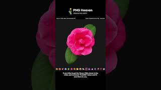 A Collection of Real Flower PNGs | No AI, 100% Real Photography