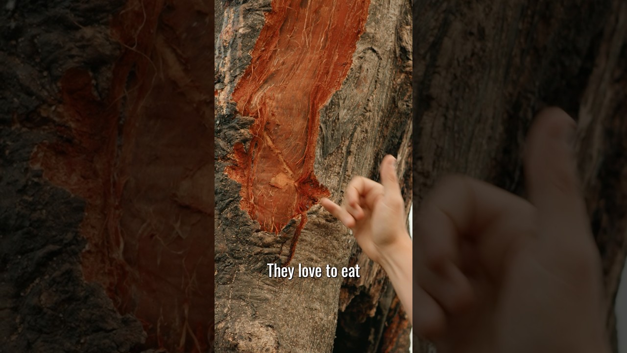 Tracking Jungle Giants