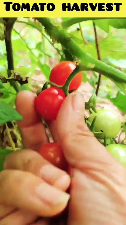 tomato harvest #shorts #farming