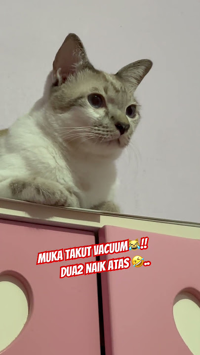 #BilaIbuVacuumRumah🤣#KucingNakal#cat#catlovers#shortvideo