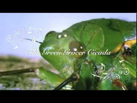 Cicadas: The sound of Summer in Australia : Original music by John