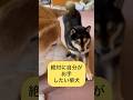 どうしても気に入らない時ってあるよね。#柴犬　#犬　#癒し　#shorts