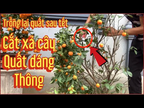 Video: Làm thế nào để bạn cắt tỉa một cây tro Raywood?