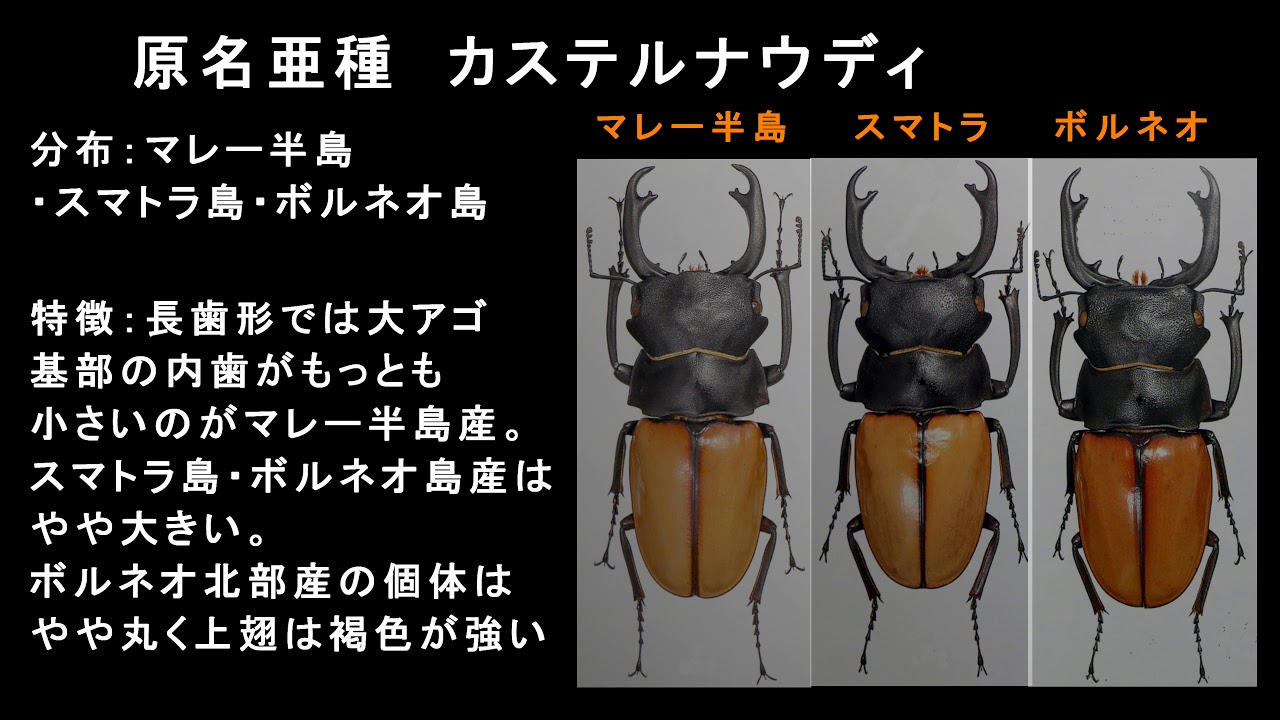 大型カステルナウツヤクワガタ カステルナウディツヤクワガタ Video material6 - YouTube