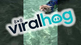 Sandbar Swimming Saturday for Maine Coon Cat || ViralHog