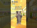発熱ダイエットみんなは真似しないでね!#猫ミーム #vtuber #shorts