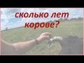 Сколько живут сельскохозяйственные коровы