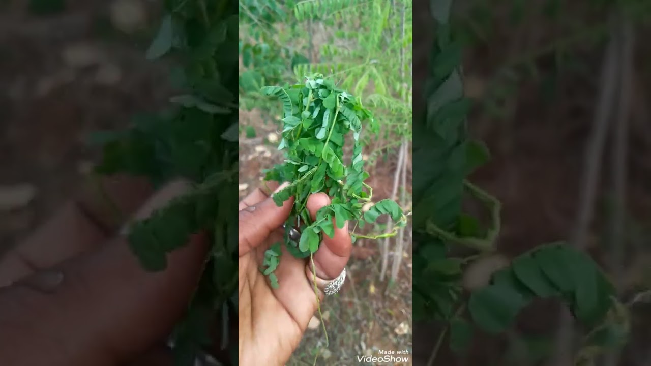 ushanga wa bibi ni dawa kali kwenye mapenzi kama kunamtu unamtaka tumia+255786317169/+255620538801