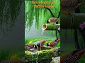 কত সুন্দর পাখি