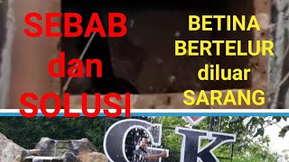 PENYEBAB dan SOLUSI,,!!! Murai Batu Bertelur di Luar Sarang