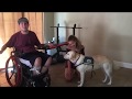 QUADRIPLEGIC INTRODUCES HIS SERVICE DOG!