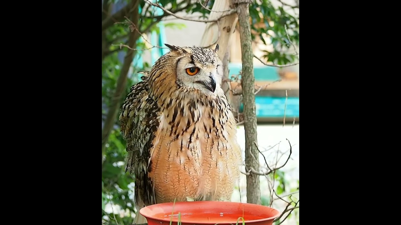 フクロウ🦉【のんほいパーク】