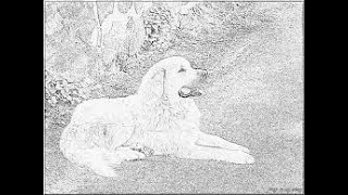 Lintellectuel Et Lexpert