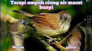 suara ciung air jantan dan betina gacor