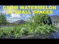 Grow Watermelon In Containers The Easy Way In Less Space
