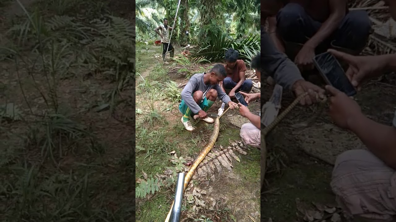 Ngeri makan Empedu 🐍 ular patola😱😱 