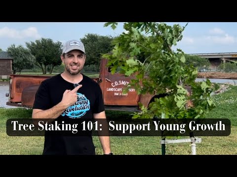 Tree Staking 101: Support Young Growth