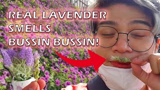 Cameron Lavender Garden -Travelling In Malaysia!