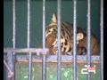 На помощь тигрице приехал знаменитый ветеринар