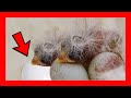 ✅ HUEVOS falsos PARA CRIAR AVES ¿Si o No? 🥚 CRIA DE CANARIOS Y AVES EXOTICAS