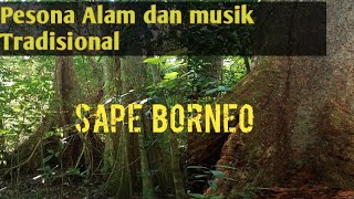 HUTAN BORNEO ( Sape cover musik ) screenshot 3