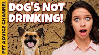 Why is my dog not drinking water  - tips to try before seeing vet by Pet Advice Channel 747 views 1 year ago 5 minutes, 33 seconds