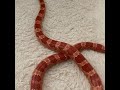 コーンスネーク #コーンスネーク#ヘビ#アルビノ#snake#Corn snake