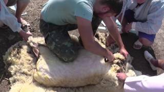 Стрижка овцы. Shearing of the sheep. Docent A.D. Stepanov, ПДАТУ