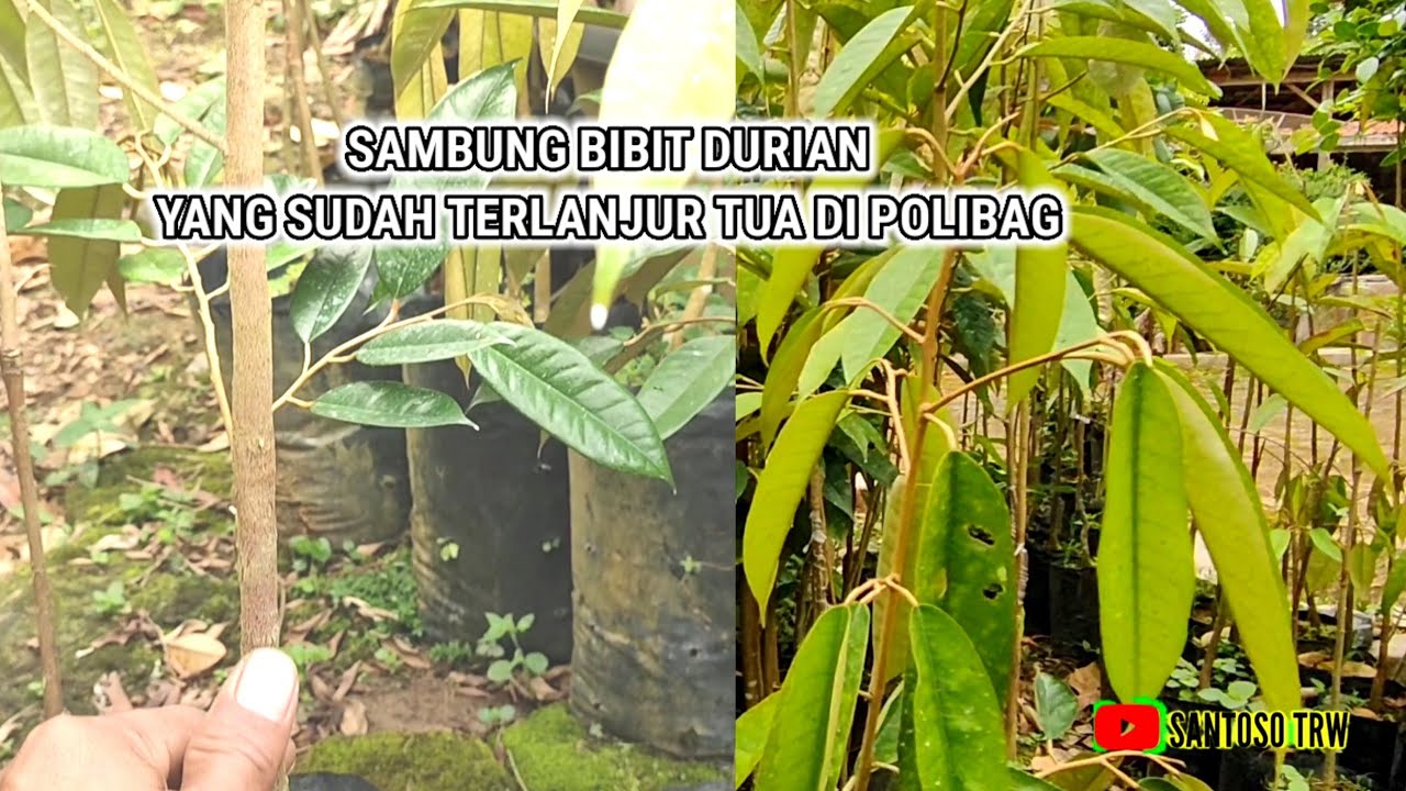 SAMBUNG BIBIT DURIAN YANG SUDAH TERLANJUR TUA DI POLIBAG